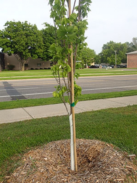 Tree Planting