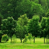 The Woods