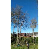 The Woods